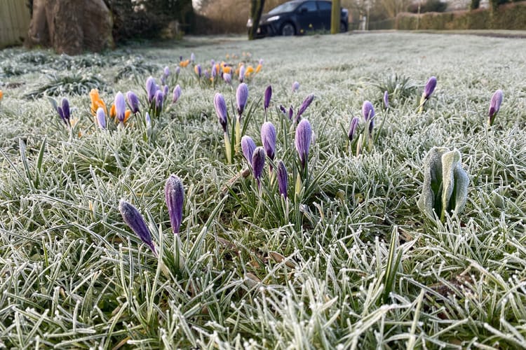 Blooming,Crocuses,On,A,Frosty,Morning.,Early,Crocuses,Emerge,Through