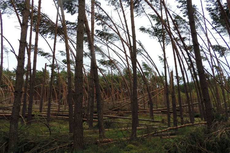View,Of,A,Pine,Forest,With,Trees,Broken,Down,By