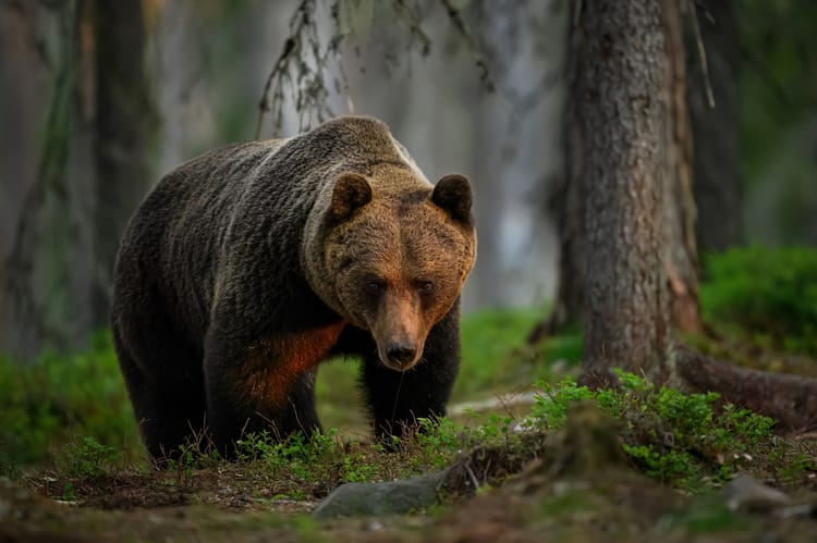 Wild,Brown,Bear,(,Ursus,Arctos,)