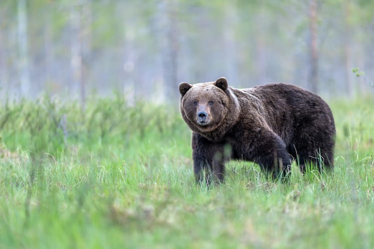 Niedźwiedź brunatny w Bieszczadach