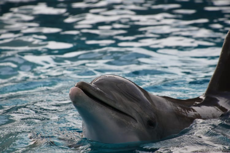Bottlenose,Dolphins,Often,Appear,To,Be,Smiling