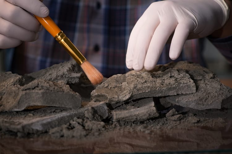 Archeologist,Working,Late,Night,In,Office
