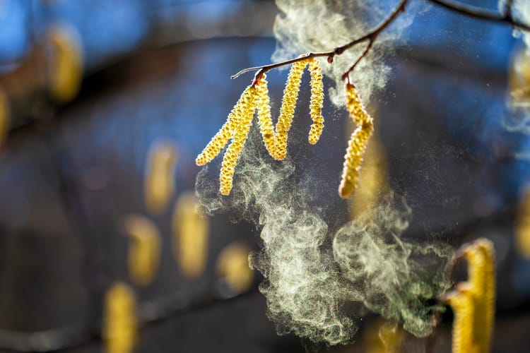 Lots,Of,Fine,Golden,Pollen,Spray,The,Buds,Of,Birch