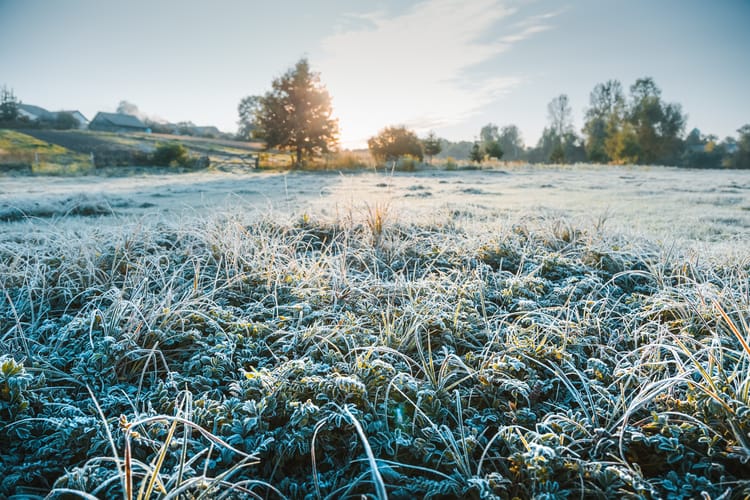 Fantastic,Frost-covered,Field,In,The,Early,Morning,Light,With,A