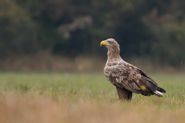 Birds,Of,Prey,-,White-tailed,Eagle,(haliaeetus,Albicilla)